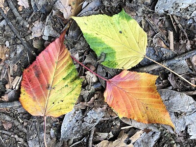 Colourful autumn leaves