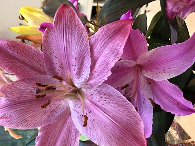 Pink lily flower