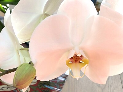 Peachy orchid flower