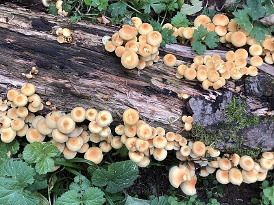 Forest mushrooms autumn