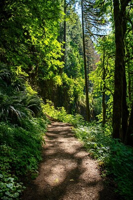 Bosque jigsaw puzzle