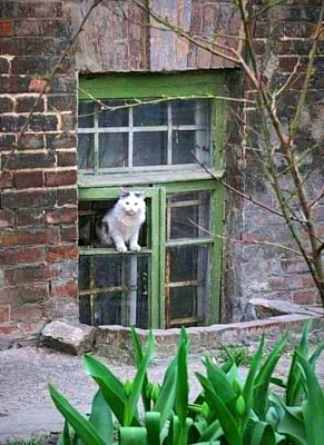 gato