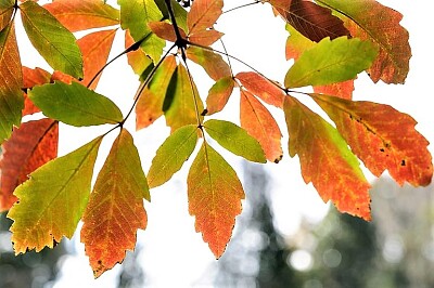 leaves jigsaw puzzle