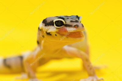 פאזל של leopard gecko