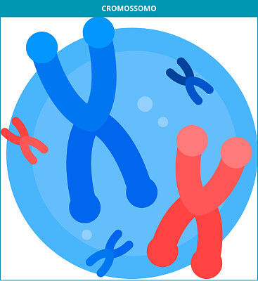פאזל של Os cromossomos armazena e organizam o DNA.