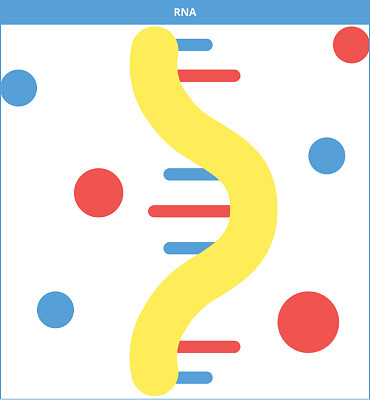 O RNA sintetiza proteínas a partir do DNA.