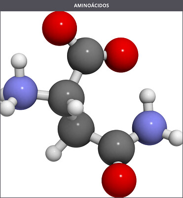 São blocos de construção da  proteínas. jigsaw puzzle