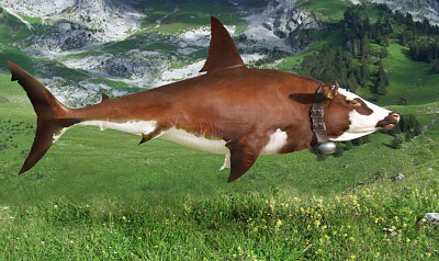 Cow Shark jigsaw puzzle