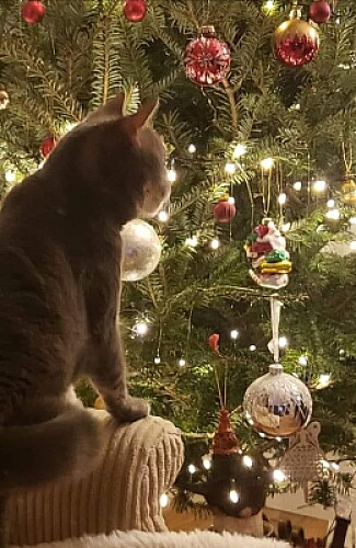 gato