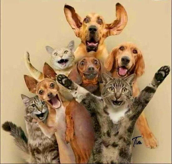 animales