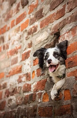 perro