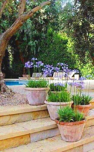 jardin