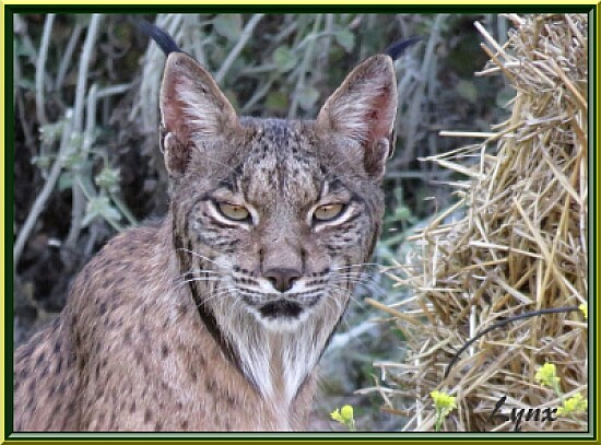 Lynx