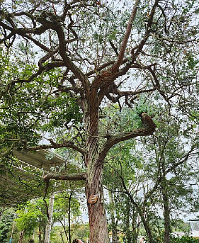 FORMAS NATURALES