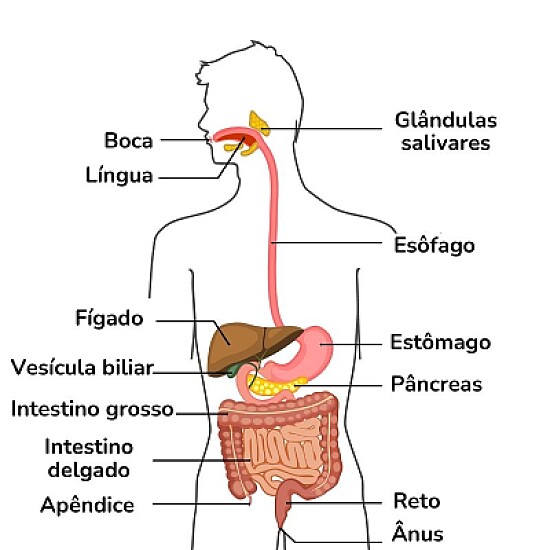 Sistema Digestório