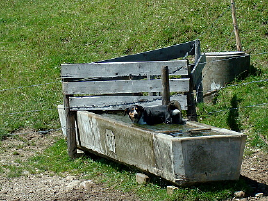 Bad auf der Alp