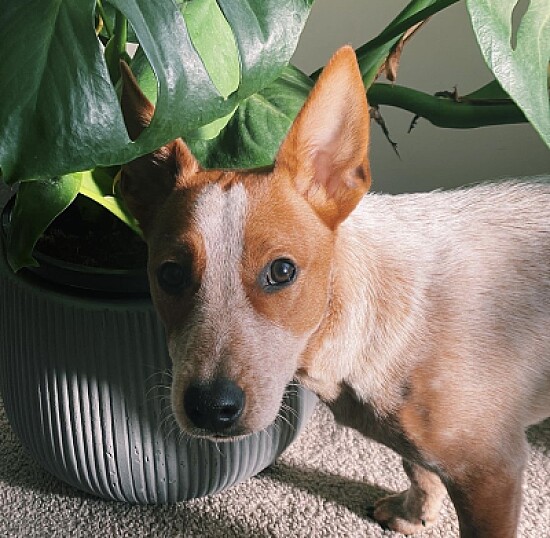 a cute jack russell x blue heeler