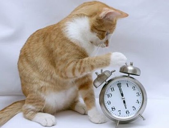 Cat ran up the clock