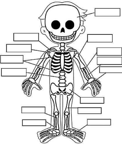 HUESOS DEL CUERPO