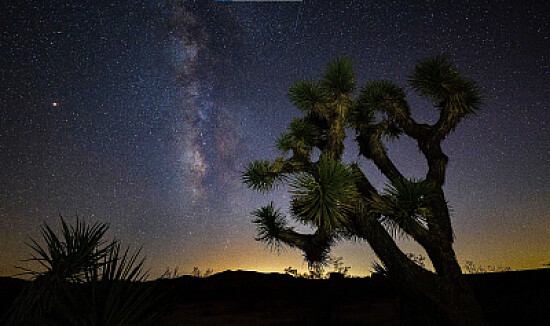 Arbol Estrellado