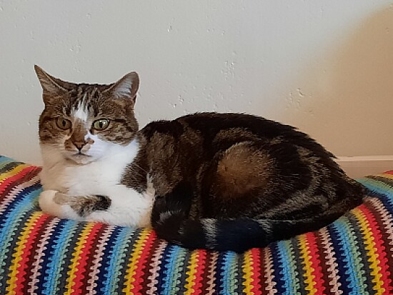 Chat 004