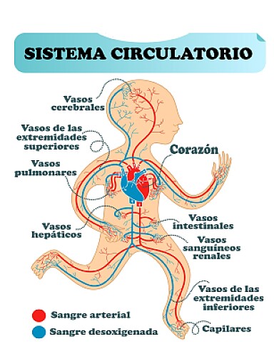 Sistema circulatorio