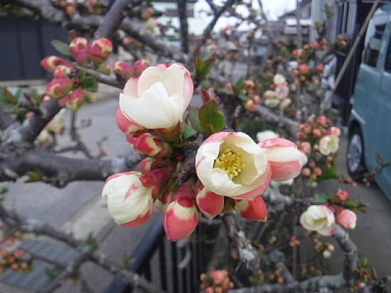 ボケの花001