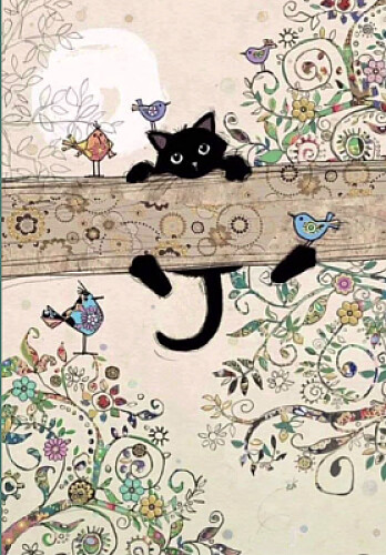 gatto