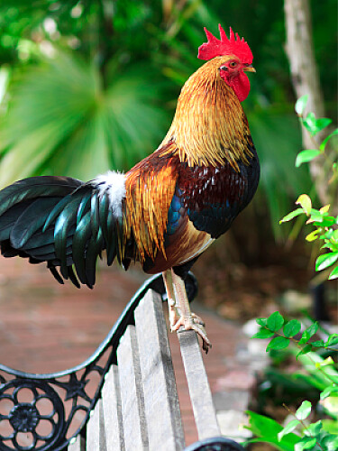 Key West Rooster
