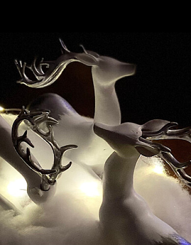 Deer