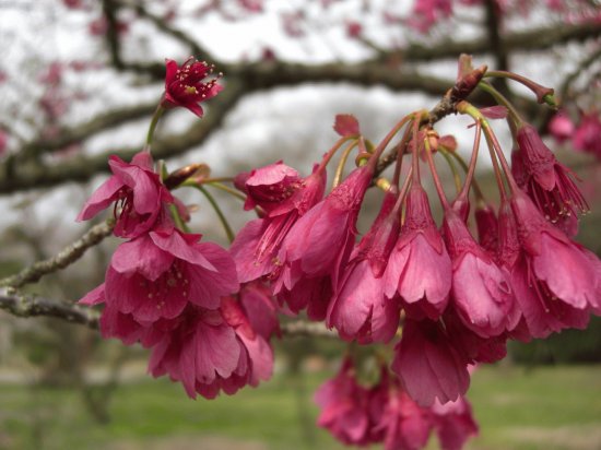 Flores exÃ³ticas 9