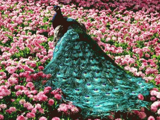 Peacock