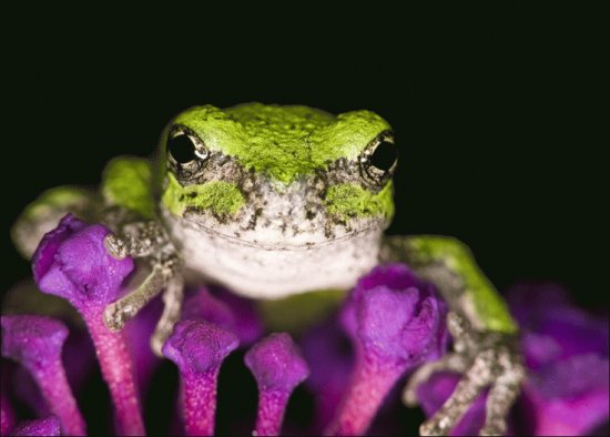 Purple and Green