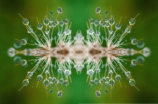 GOTAS