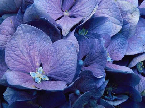 Hortensia - Asia