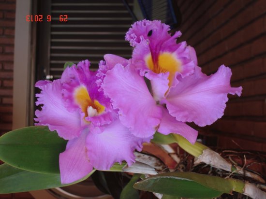 orquidea