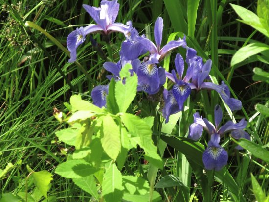 Swamp Irises  so pretty
