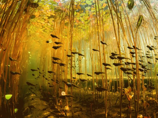 Canadian swamp