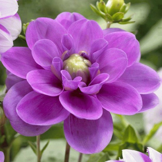 flores