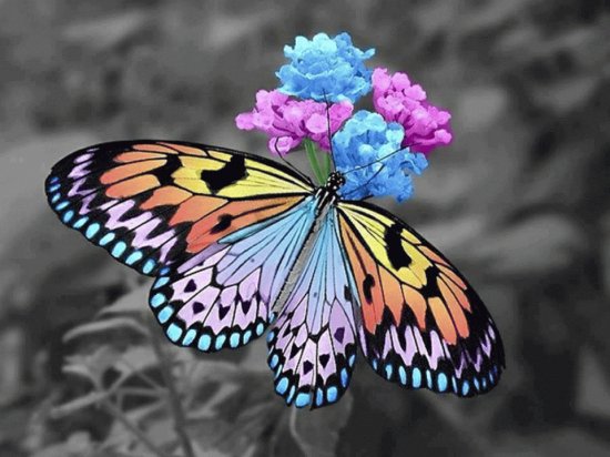 Imagenes