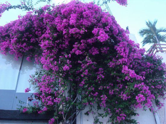 bugambilias