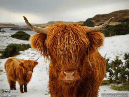highland cattle