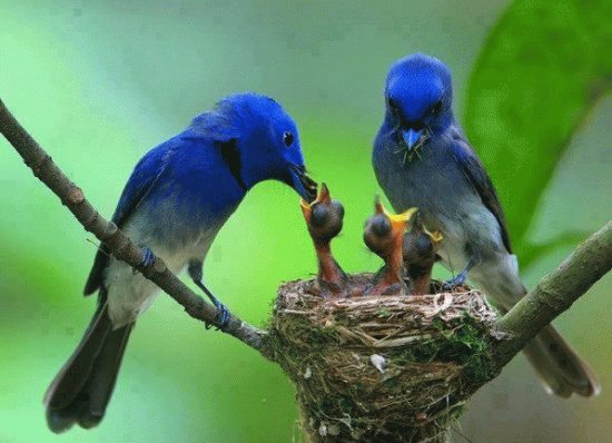 Animaladas