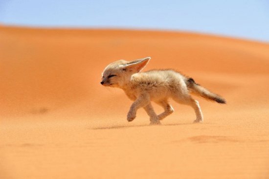Animaladas