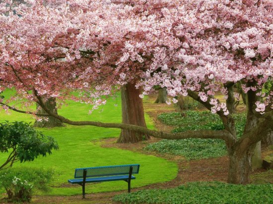 Parque