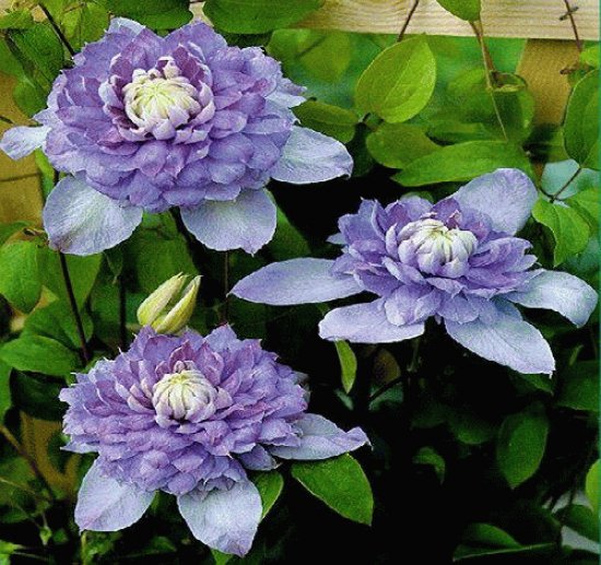 flores