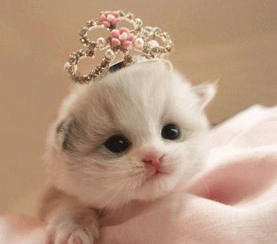 Gatinhos.
