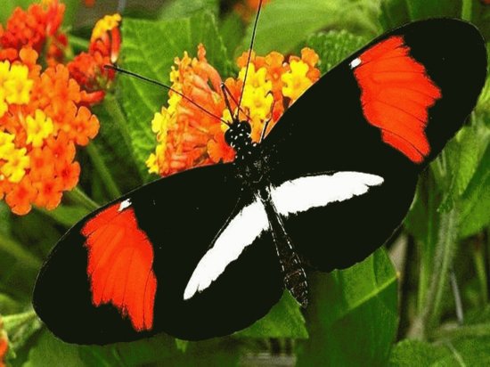 Mariposa NiÃ±a de Sierra Nevada