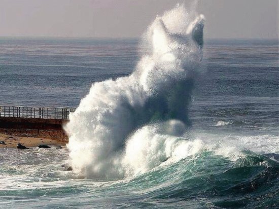 cat wave