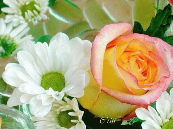 flores
